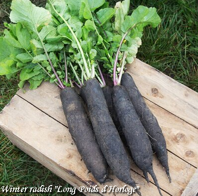 Winter radish "Long Poids d`Horloge", Редька чёрная зимняя цилиндрическая